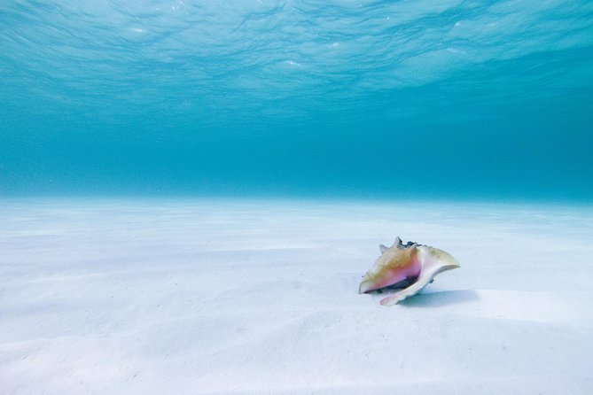 Puerto Morelos Secret Sandbar Catamaran Sail - Who will enjoy this catamaran most