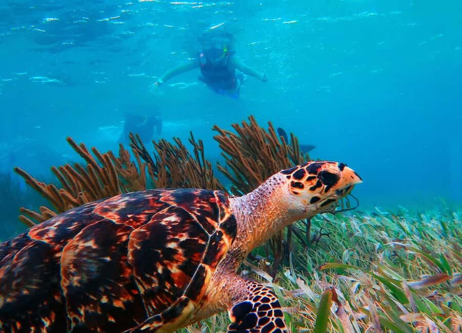 Puerto Morelos: Snorkel, Town Walk, Tequila & Beach Lunch - A short walk through Puerto Morelos