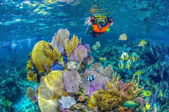 Reef Snorkel In National Park In Puerto Morelos With Lunch And Transportation - What the boat snorkel is really like