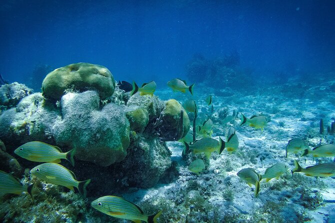 Reef Snorkel In National Park In Puerto Morelos With Lunch And Transportation - Shared vans can stretch a five-hour tour