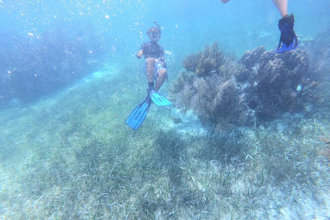 Reef Snorkel, underwater adventure in Puerto Morelos With Transportation & Lunch - What the Puerto Morelos reef can offer