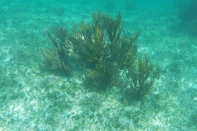 Reef Snorkel, underwater adventure in Puerto Morelos With Transportation & Lunch - Is $44.25 a fair price?