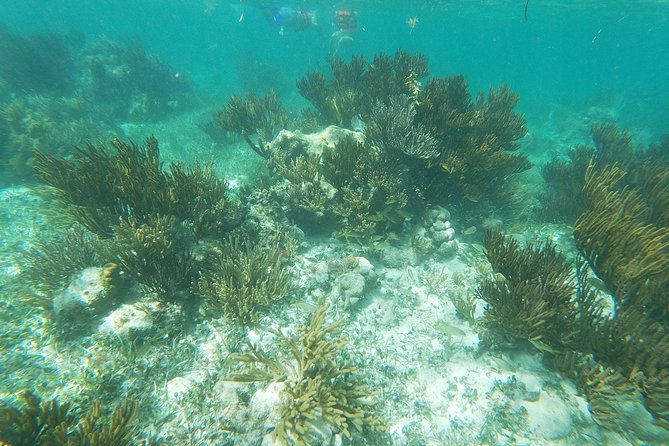 Reef Snorkel, underwater adventure in Puerto Morelos With Transportation & Lunch - Who will enjoy this five-hour outing