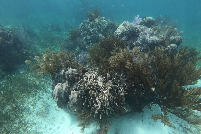 Reef Snorkel, underwater adventure in Puerto Morelos With Transportation & Lunch - Timing, weather, and cancellation