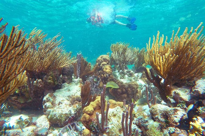 Reef Snorkeling in National Park from Cancun with Beachside Lunch - Beachside tacos and time in Puerto Morelos