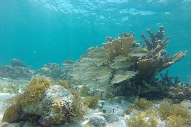 Reef Snorkeling & Jungle Speedboat Adventure with Mayan Ceremony - Lunch is a small snack, not a full meal