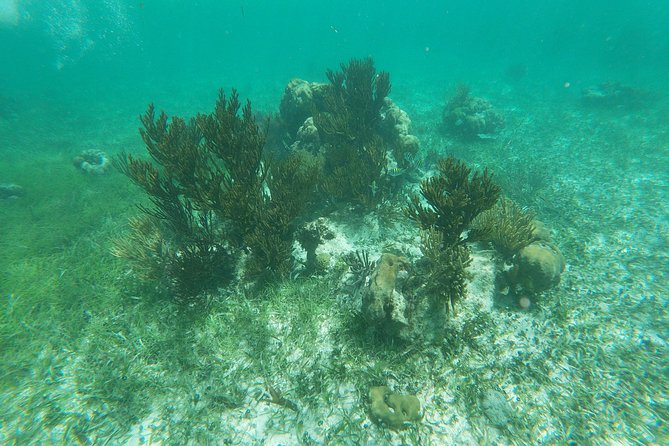 Reef Snorkeling with ATV, Zipline, Cenote that includes lunch and transportation - Swimming in a cenote with a jump platform