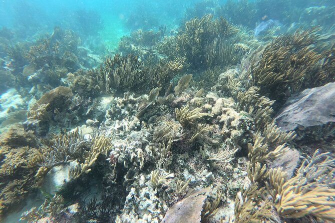 Reef Snorkeling with ATV, Zipline, Cenote that includes lunch and transportation - Transport, timing, and the real length of the day