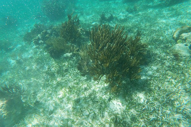 Reef Snorkeling with ATV, Zipline, Cenote that includes lunch and transportation - What to pack and what costs extra