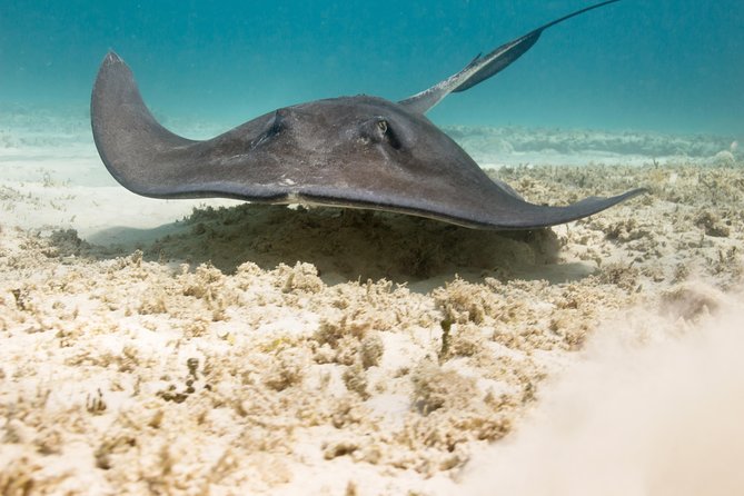 Riviera Maya Luxury Snorkeling Cruise with Lunch and Drinks - Inah Reef and the short snorkeling session