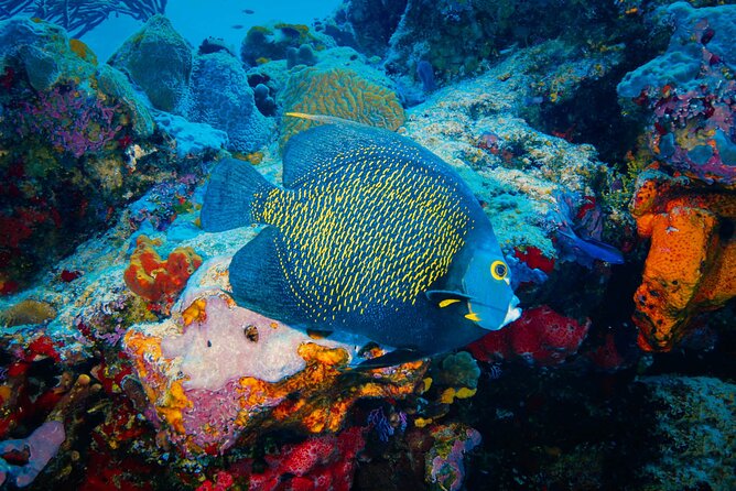 Riviera Maya Snorkeling Adventure: Lagoon, Cenotes Open & Cavern - Useful things to bring and confirm