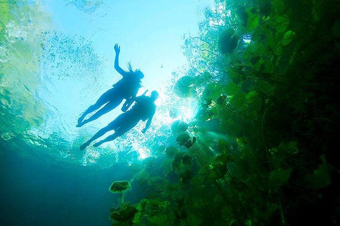 Sacred Adventure at Xenotes! 4 Different Cenotes + Round Transportation - Zip lining and rappelling in a jungle setting