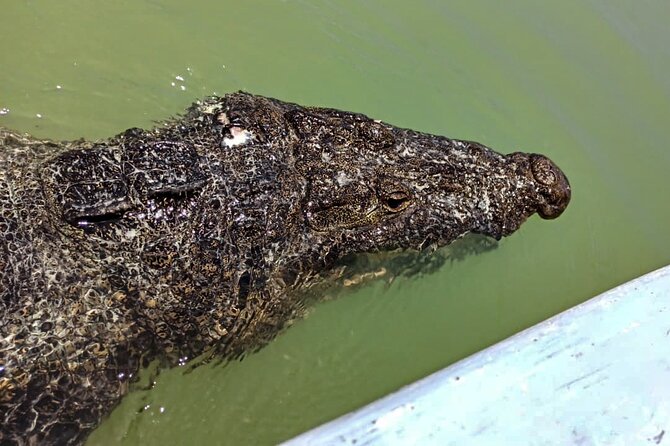 Safari in Rio Lagartos, Coloradas and Mayan Bath - Río Lagartos by boat: mangroves, birds, and salt channels