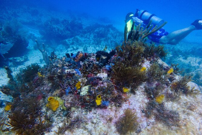 Scuba Diver Certification Course - Meeting at Aqua Adventures in central Isla Mujeres
