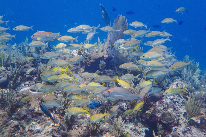 Scuba Diver Certification Course - What the certification means after you leave Isla Mujeres