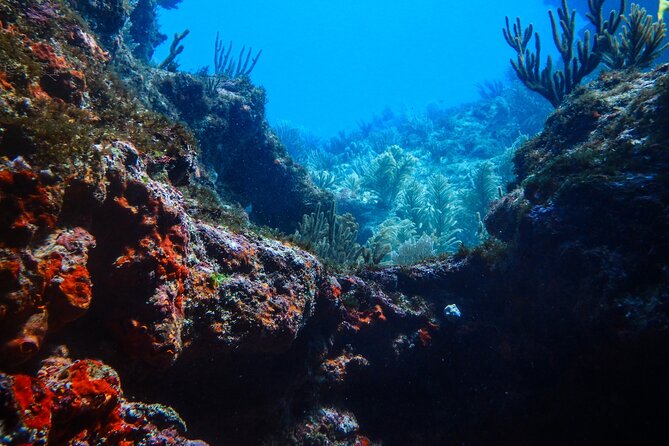Scuba Diver Certification Course - Marine life and the value of the small group