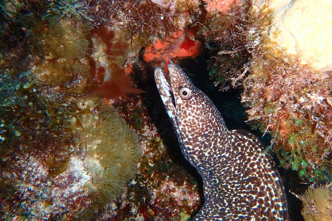 Scuba Diver Certification Course - Is $430 a fair price?