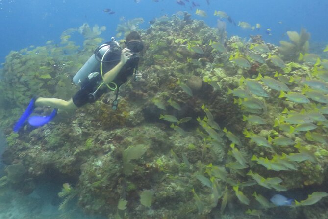 Scuba Diving (1st time) in Cancun Beginner's WELCOMED! - A five-and-a-half-hour morning at Aquafun Marina