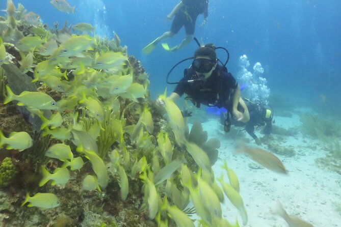 Scuba Diving (1st time) in Cancun Beginner's WELCOMED! - The extra fees change the real price