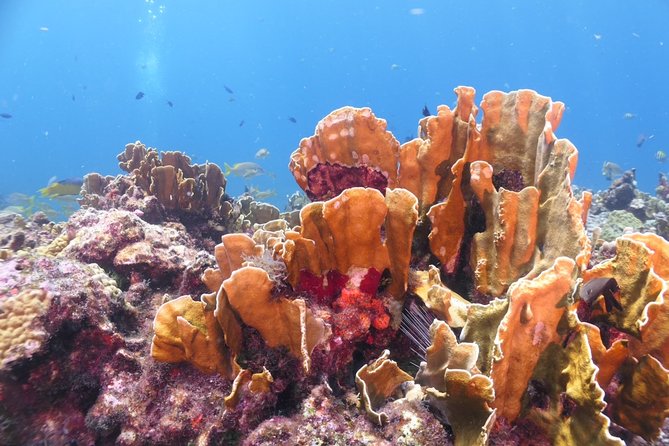 Scuba Diving Adventure WITHOUT CERTIFICATION! Try it today! - Starting at Aqua Adventures in central Isla Mujeres