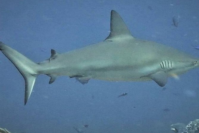 Scuba Diving Adventure WITHOUT CERTIFICATION! Try it today! - Boat ride to MUSA and Manchones