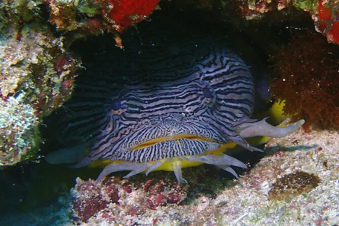 Scuba Diving Adventure WITHOUT CERTIFICATION! Try it today! - Two underwater sessions, with time to build confidence