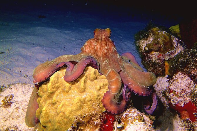 Scuba Diving Adventure WITHOUT CERTIFICATION! Try it today! - Is $160 a fair price?