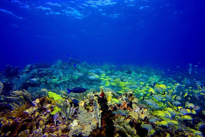 Scuba Diving Adventure WITHOUT CERTIFICATION! Try it today! - The 30-minute classroom lesson