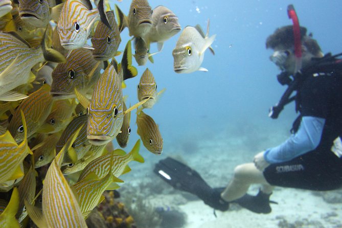 Scuba diving at MUSA the underwater museum for certified divers - Equipment and what is included