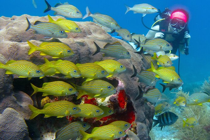 Scuba Diving Under Water Museum and Reef for beginners - What the $119 price really covers
