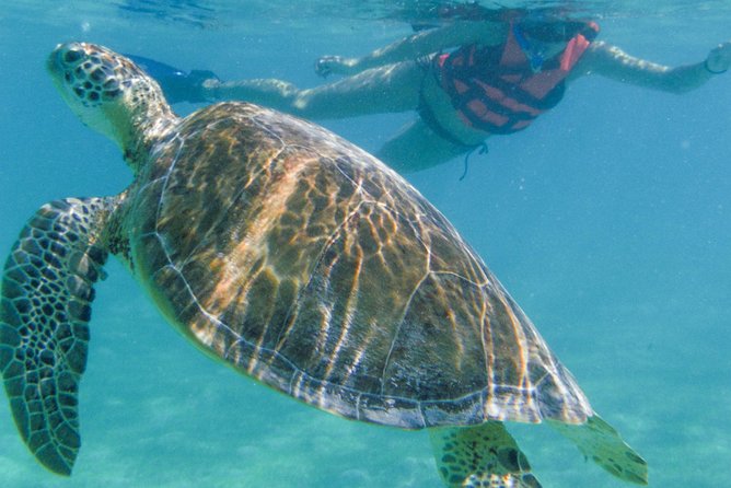 Sea Turtle Snorkeling Ecofriendly Tour from Cancun & Riviera Maya - Guide quality and group size