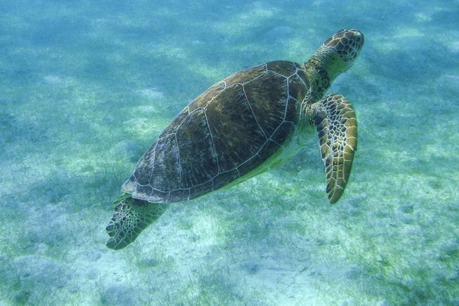 Sea Turtle Snorkeling Ecofriendly Tour from Cancun & Riviera Maya - Timing, safety, and what to bring