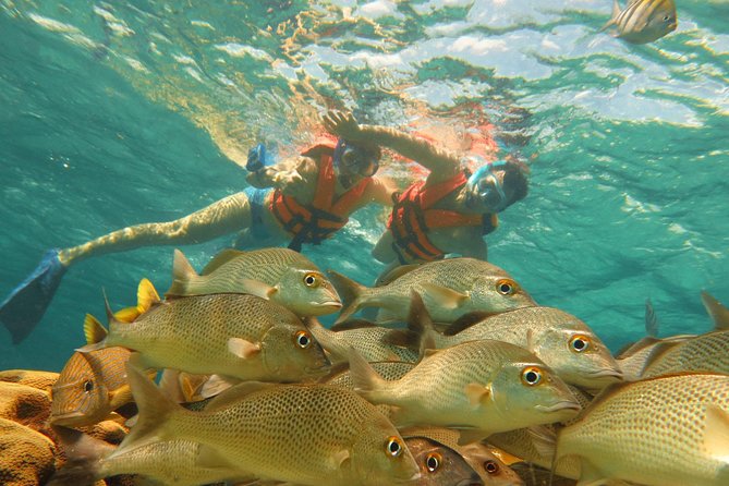 Sea Turtle Snorkeling Ecofriendly Tour from Cancun & Riviera Maya - The early ride from Cancun or Riviera Maya