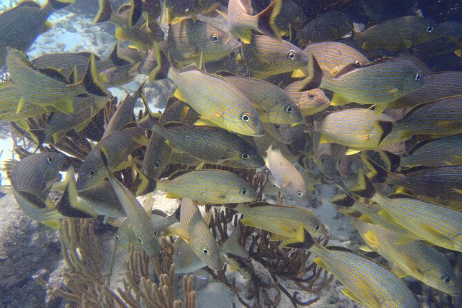 Small-Group Mesoamerican Barrier Reef Snorkeling in Puerto Morelos - What the $45 price includes
