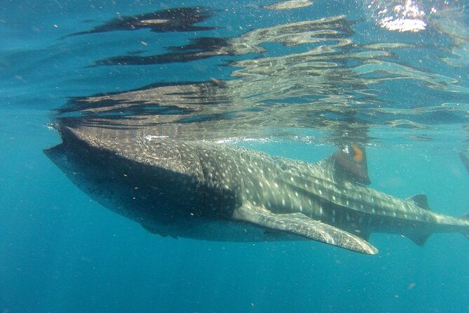 Small-Group Whale Shark and Snorkeling Tour from Cancun - Why this whale shark trip is worth considering