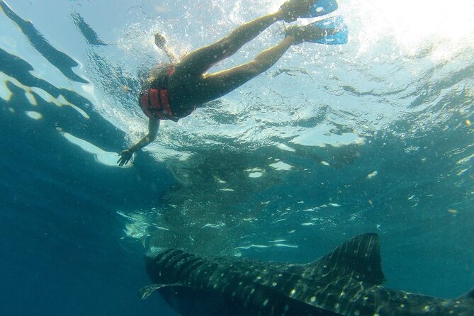 Small-Group Whale Shark and Snorkeling Tour from Cancun - Marazul Group Marina Seca and the boat ride