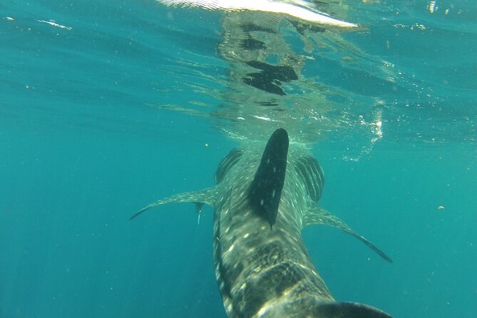 Small-Group Whale Shark and Snorkeling Tour from Cancun - Meeting the whale sharks in the water