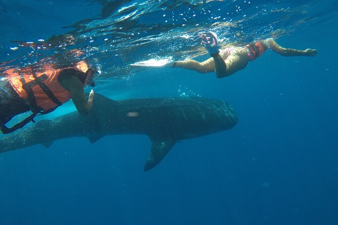 Small-Group Whale Shark and Snorkeling Tour from Cancun - Ceviche, sandwiches, and the ride home