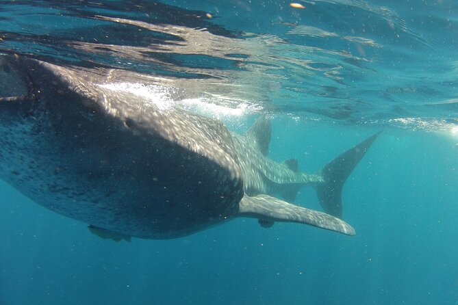 Small-Group Whale Shark and Snorkeling Tour from Cancun - What the $249.99 price includes