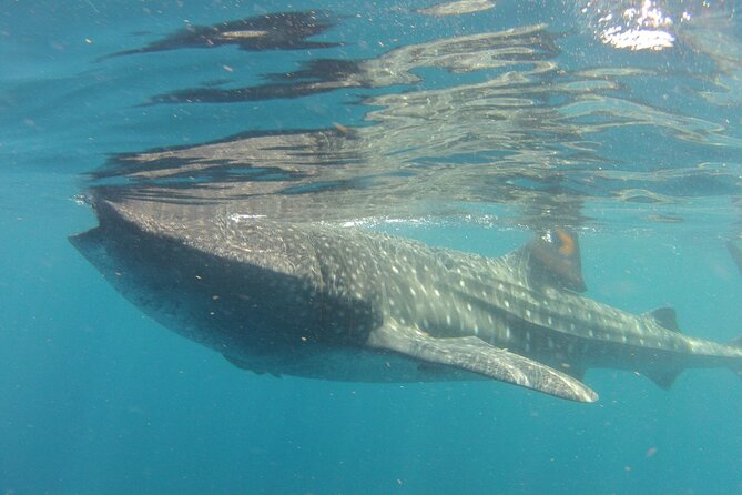 Small-Group Whale Shark and Snorkeling Tour from Cancun - Who will enjoy this tour most