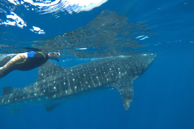 Small-Group Whale Shark and Snorkeling Tour from Cancun - Booking, weather, and cancellation details