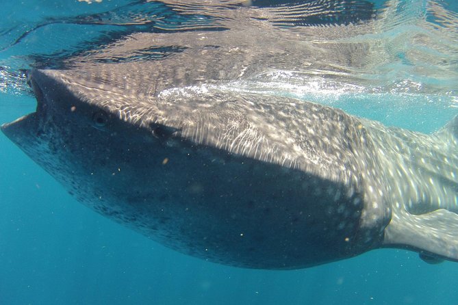 Small-Group Whale Shark and Snorkeling Tour from Cancun - Leaving Cancun around 7 or 8am