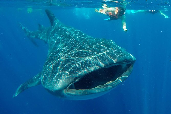 Small Group Whale Shark Encounter - 10 years in business - Swimming Beside Cancun’s Largest Sea Visitors