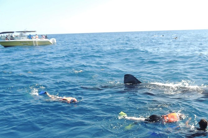 Small Group Whale Shark Encounter - 10 years in business - Why the 7:30 a.m. Departure Matters