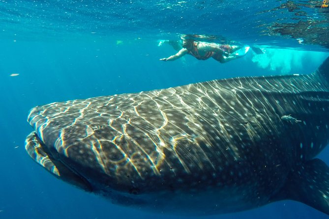 Small Group Whale Shark Encounter - 10 years in business - What the $199 Price Really Covers