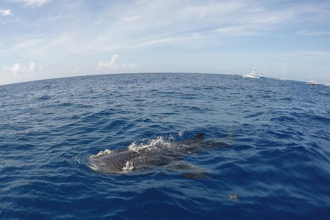 Small Group Whale Shark Encounter - 10 years in business - Practical Details Before You Pay