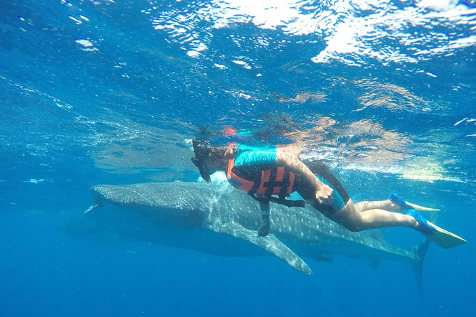 Small Group Whale Shark Encounter - 10 years in business - Photos Included, With One Important Condition