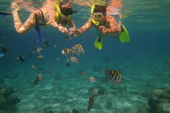 Snorkel Adventure at Cozumel! Transportation from Cancun & Playa Del Carmen - Key points to know before booking