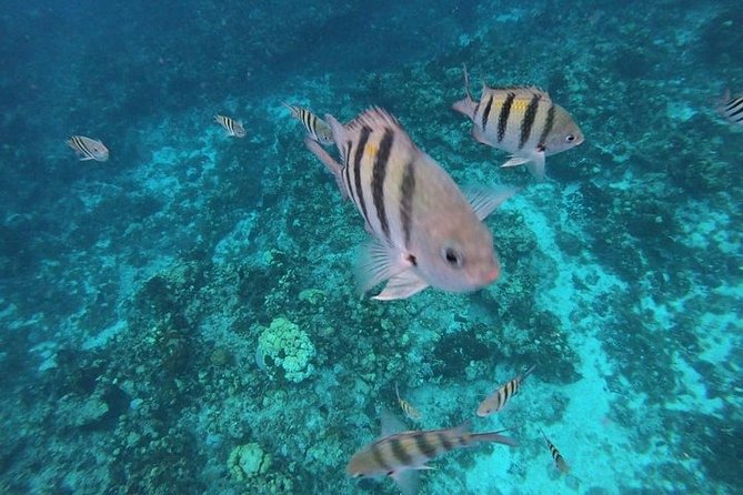 Snorkel Adventure at Cozumel! Transportation from Cancun & Playa Del Carmen - Two hours to explore downtown Cozumel