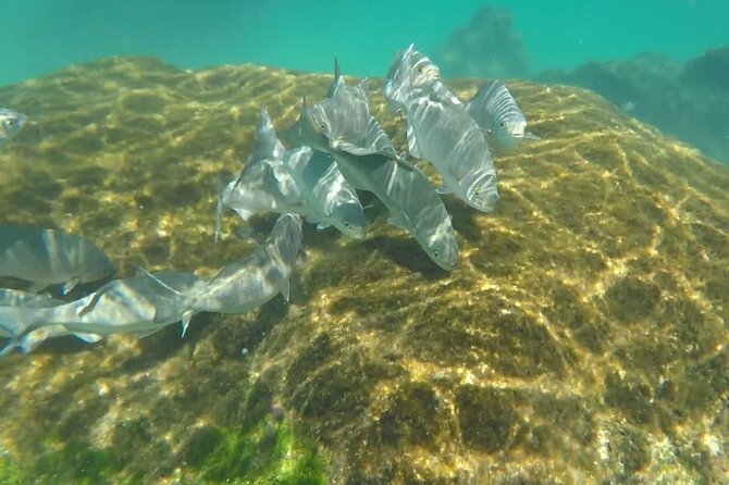 Snorkel Adventure at Cozumel! Transportation from Cancun & Playa Del Carmen - What the $222 price really buys you